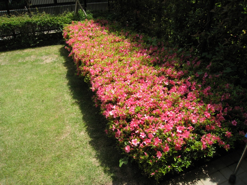 http://www.kayukawa.com/IMG_0462s.jpg