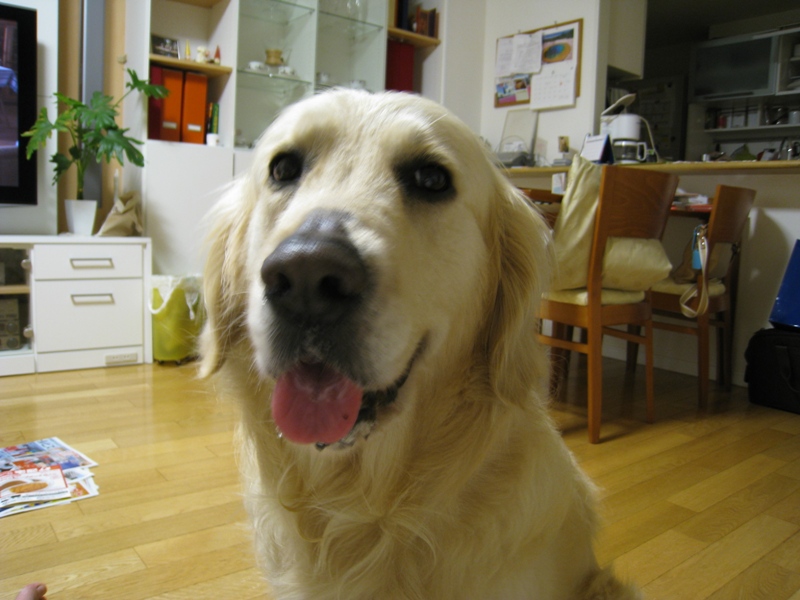 http://www.kayukawa.com/IMG_0469.JPG